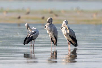 Asian open bill or Asian openbill stork
