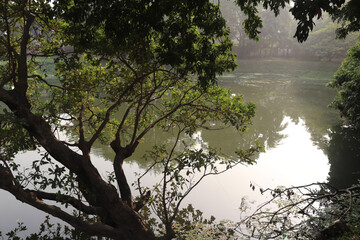 A pond's side view from a village in Bangladesh