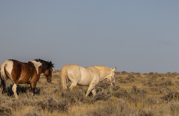 Wild Horses in Autumn in the Wyoming Desert