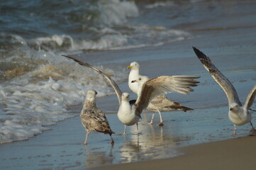 Baltic seagulls.