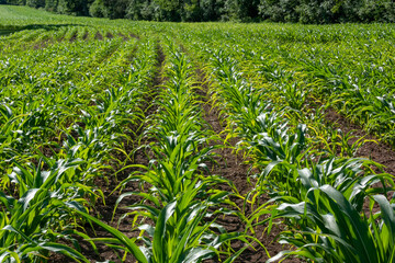 Rows Of Corn Growing In The Field In Summer