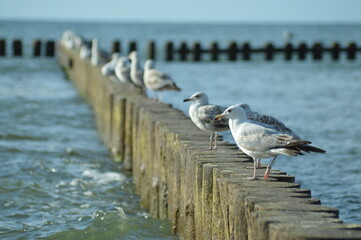 Baltic seagulls. - obrazy, fototapety, plakaty