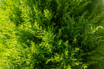 Fototapeta premium Golden cypress leaves background. Monterey cypress goldcress foliage closeup