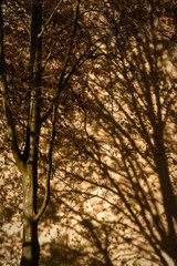 Shadows