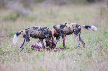 African wild dogs begin to eat their prey without killing it. they are under protection