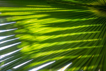 Mostly blurred fan palm tree leaves background with blue sky. Fan-like foliage