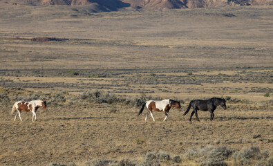 Wild Horses in Autumn in the Wyoming Desert