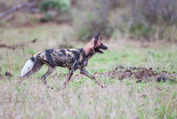 African wild dogs begin to eat their prey without killing it. they are under protection
