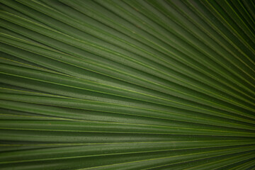 Mostly blurred abstract green background from a leaf of fan palm tree