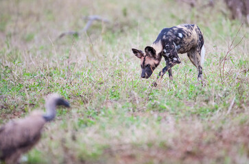 African wild dogs begin to eat their prey without killing it. they are under protection