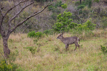 There are many The waterbuck (Kobus ellipsiprymnus) in the Isimangaliso Wetland Park, which is on the UNESCO Heritage List in South Africa.
