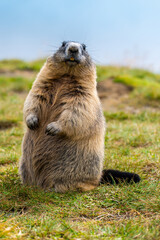 Marmot at the Grossglockner in Austria