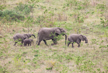The African elephant (Loxodonta )is the Loxodonta genus, two species of endangered species....