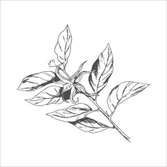 Medical flower ylang ylang vintage illustration. Beauty and spa, cosmetic ingredient. Great for labels, packaging design