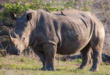 The red billed oxpecker is a passerine bird in the starling family, Sturnidae; some ornithologists regard the oxpeckers to be in a family by themselves, the Buphagidae. They eat bits on rhino and oxen