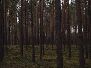 forest in autumn