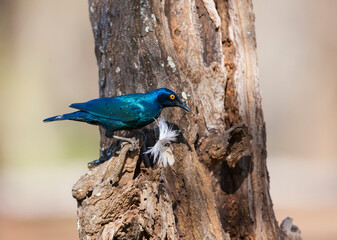 Cape starling (Lamprotornis nitens) or Cape bright starling, is a species of starling in the Sturnidae family. It is found in South Africa.
