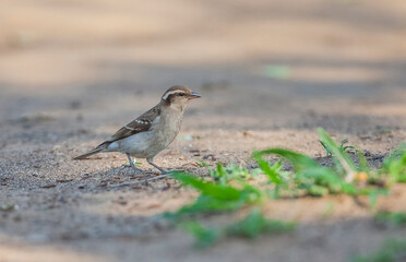 The yellow-throated shrub sparrow or yellow-throated petronia (Petronia superciliaris), is a species of bird in the sparrow family Passeridae. It is found in central and southern Africa.