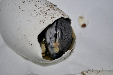 Rock monitor (Varanus albigularis) comes out of the egg