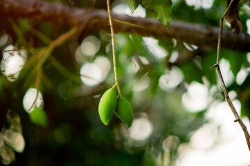 Mangoes are growing on the mango tree. Nam Dok Mai Mango Young Mango