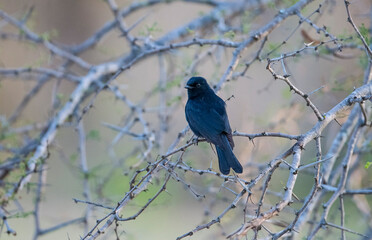 The southern black flycatcher (Melaenornis pammelaina) is a small passerine bird of the genus Melaenornis in the flycatcher family.