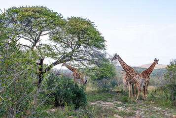 Fototapeta premium Large numbers of giraffes live in Hluhluwe iMfolozi Park in South Africa. They are under protection.