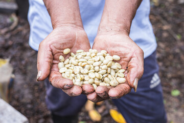 green unroasted coffee beans on hand