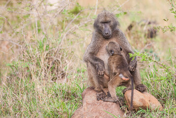 Baboons are a common species in Africa. They are still nursing their offspring in September and October.