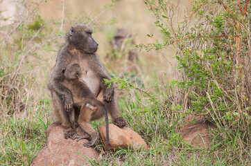 Baboons are a common species in Africa. They are still nursing their offspring in September and...