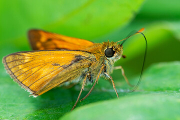 Butterfly Small skipper (Thymelicus sylvestris)