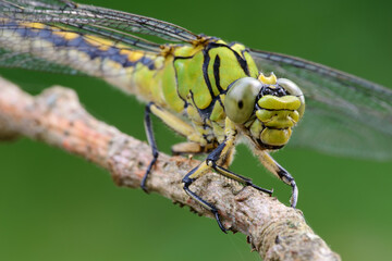Dragonfly female green snaketail (Ophiogomphus cecilia)
