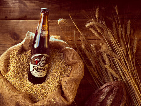 Kyiv, Ukraine: Feb 2, 2022: Black beer Kozel in a sack of wheat. Spikelets of wheat and dark bread.