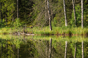 Obraz premium Lake in the forest