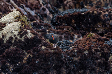 Black Oyster Catcher bird, Haematopus bachmani, on the Rocky shoreline of Monterey Bay, California.