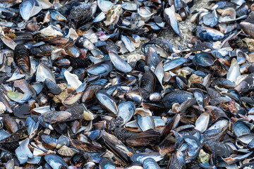 Full frame Mussel shells on a beach background.