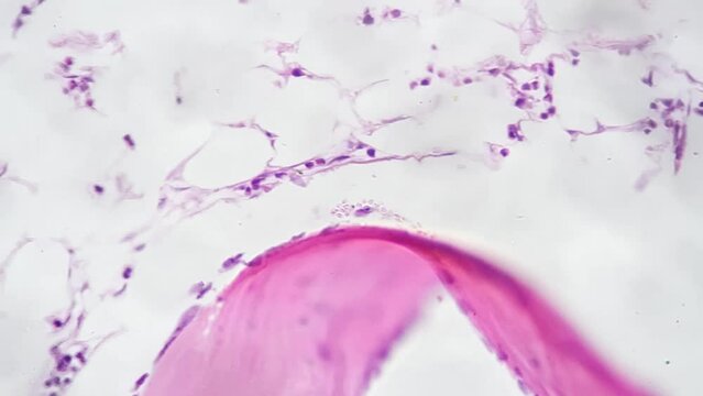 Joint of human being filmed under microscope with high magnification 200x against white background. Macro pattern of connection made between people bones which function is linking skeletal system.