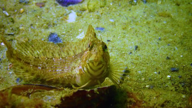 Fish of the Black Sea, Tentacled blenny, (Parablennius tentacularis)