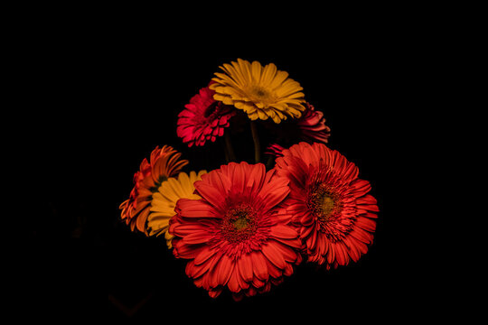 Fleurs dans l'ombre du 1er novembre
