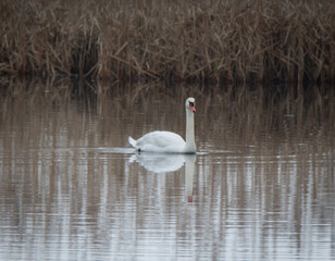 Swan in the north pool of water,  North Pool dike road,  Parker River National  Wildlife Refuge,...
