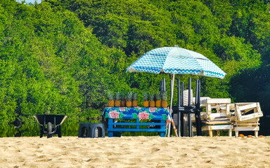 garden in the summer