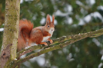 A cute european red squirrel sitting on the tree.  Winter scene with a cute  squirrel. Sciurus vulgaris