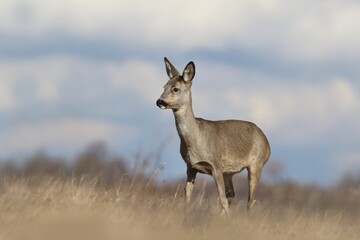 A adult roe standing on the horizon. Capreolus capreolus. Wildlife scene from european nature. Roe deer grazing on the medow. 