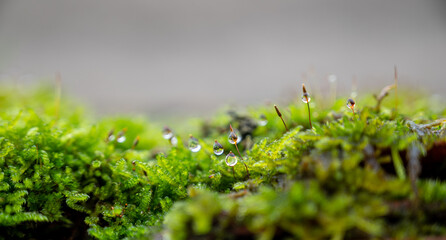 close up of a drop of water. High quality photo of nature. Water on grass or green moss. macro water drop