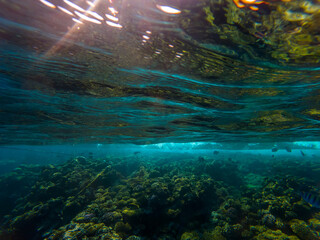 Beautiful underwater world. Coral reef. Rays of light underwater. Colorful underwater landscape. Fish in the Red Sea. Colorful nature.