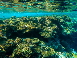 Beautiful underwater world. Coral reef. Rays of light underwater. Colorful underwater landscape. Fish in the Red Sea. Colorful nature.