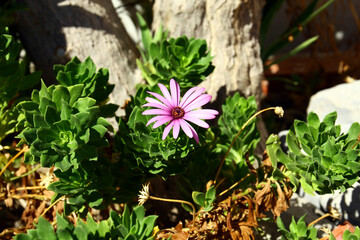 Osteospermum flower, a wild plant on the island of Rhodes. 