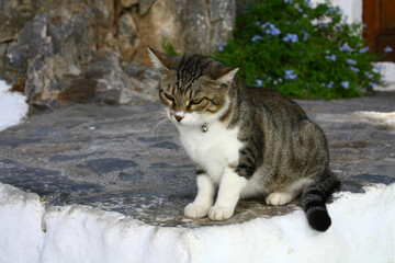 A cat with a rattle around its neck in the town of Lindos on the island of Rhodes. 