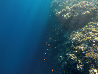 Fototapeta na wymiar Beautiful underwater world. Coral reef. Rays of light underwater. Colorful underwater landscape. Fish in the Red Sea. Colorful nature.