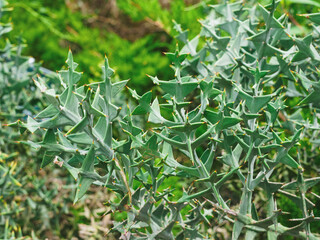 Fototapeta premium Colletia cruciform (Cruciata gillies & hook) close-up