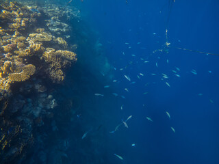 Beautiful underwater world. Coral reef. Rays of light underwater. Colorful underwater landscape. Fish in the Red Sea. Colorful nature.